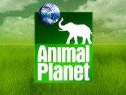 animal-planet